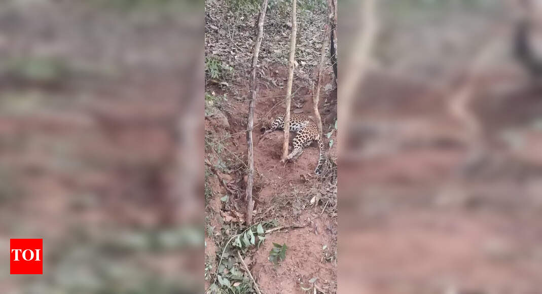 Leopard caught in snare dies; locals deplore delay in rescue | Mysuru ...
