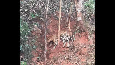 Leopard caught in snare dies; locals deplore delay in rescue | Mysuru ...