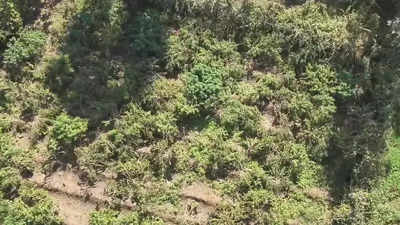 AI detecting hidden cannabis plantations in Dahod