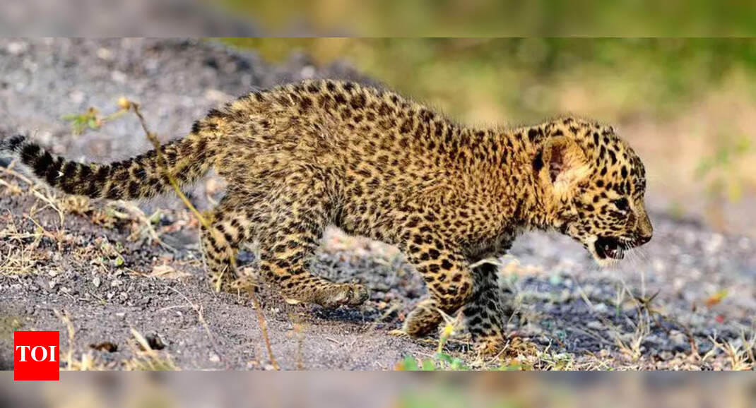 Leopard found dead in Neemuch cremated, probe on | Indore News - The ...