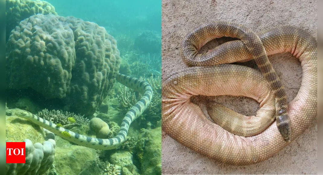 7 venomous sea snakes in the world that are more deadly than king cobra