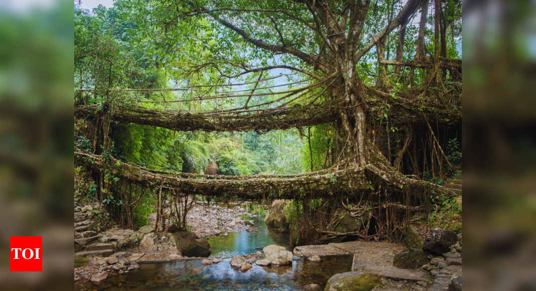 Exploring Meghalaya’s Living Root Bridges: A must-visit natural wonder