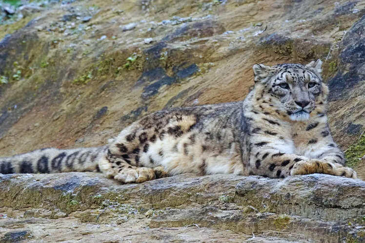 Elusive snow leopard and other wildlife