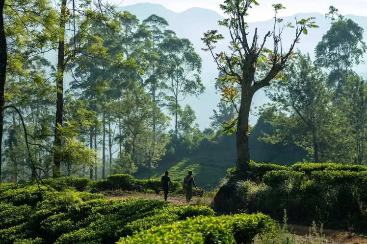 Walk and learn more about Sri Lanka