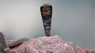 Mozambique spitting Cobra, the smallest but deadliest charge | Read more about your poison and unique features