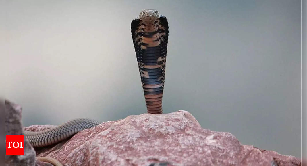 Mozambique spitting cobra, the smallest but deadliest cobra| Read more about its venom and unique traits