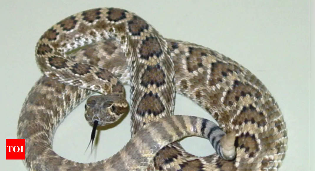 Mojave rattlesnake is one of the most venomous snakes on Earth | Discover its traits, deadly nature, and unique facts