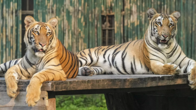 What happens to Zeenat will decide the fate of 15 tigers in India