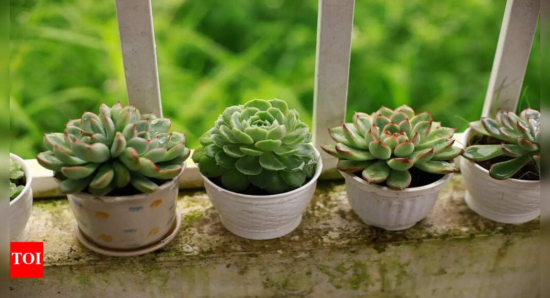 indoor succulent planters LAMDAWN Cute Ceramic Succulent Garden Pots, Planter with Drainage and main image 1