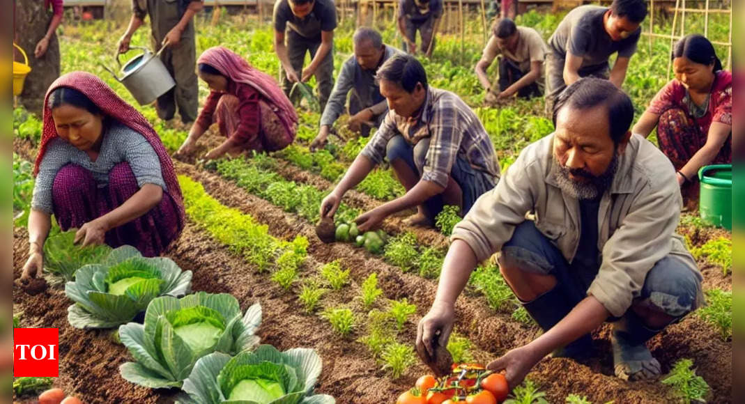 Displaced people in Manipur find hope in vegetable cultivation to combat stress, frustration