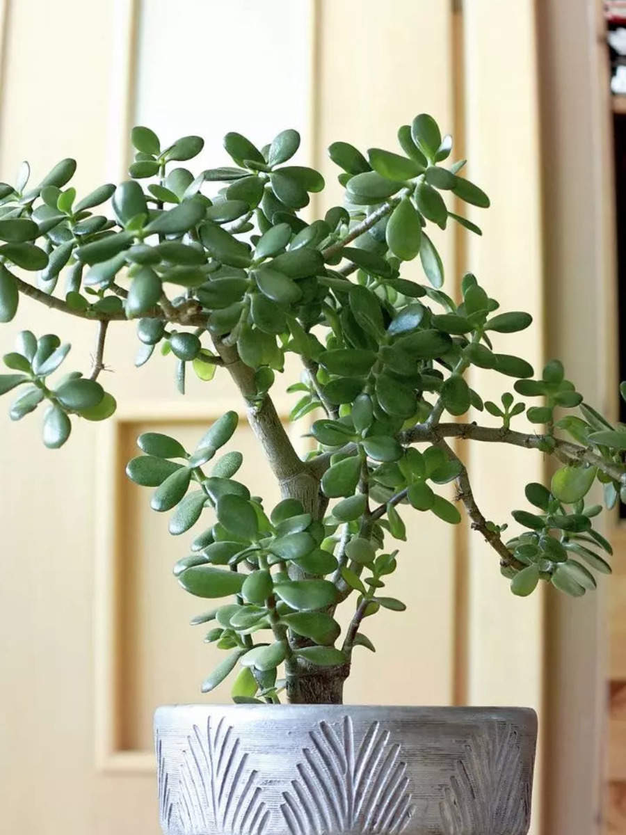 10 reasons one must grow a Jade plant in their home