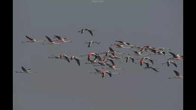 Rising temp forces avian guests to leave Bhitarkanika early