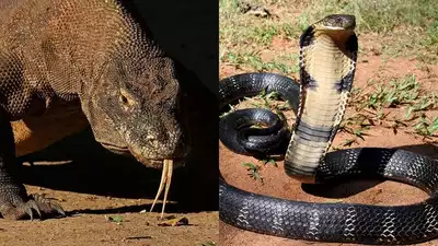 King cobra vs Komodo dragon: Physical traits, venom, and who would win in a fight