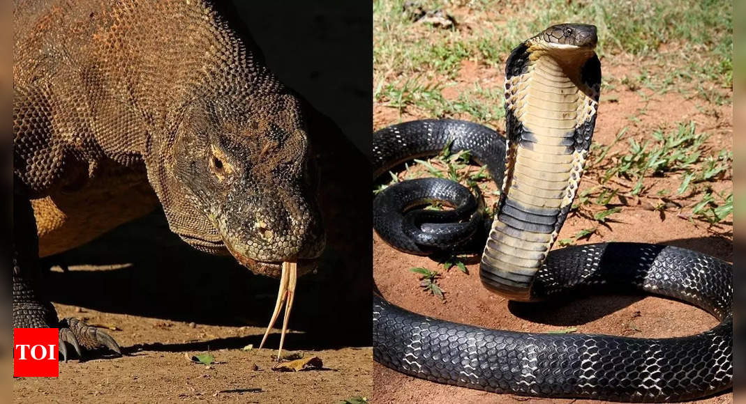 Komodo dragon vs king cobra: Physical traits, venom, and who would win in a fight