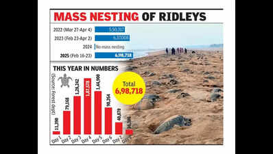 Olive Ridley mass nesting at Rushikulya breaks all records