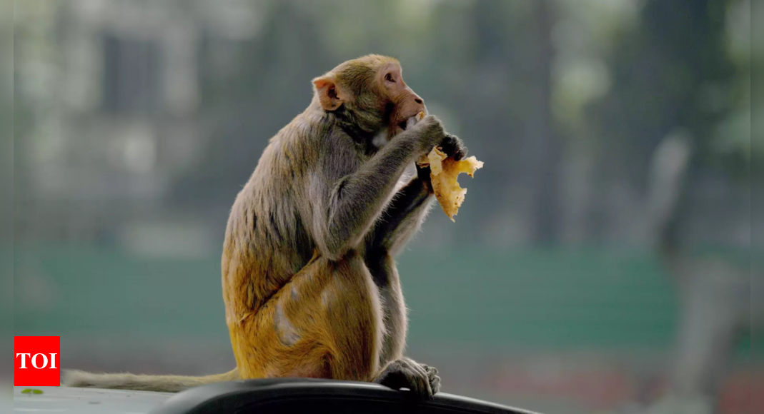 Man dies of shock while rescuing monkey stuck in transformer