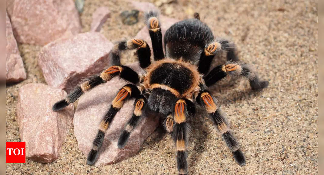 Pilot allergic to spiders gets bitten by a tarantula mid-air—here’s what happened next