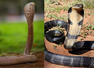 How is the king cobra different from other cobras: Size, diet, venom, and other key differences