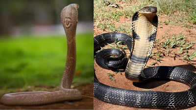 How is the king cobra different from other cobras: Size, diet, venom, and other key differences