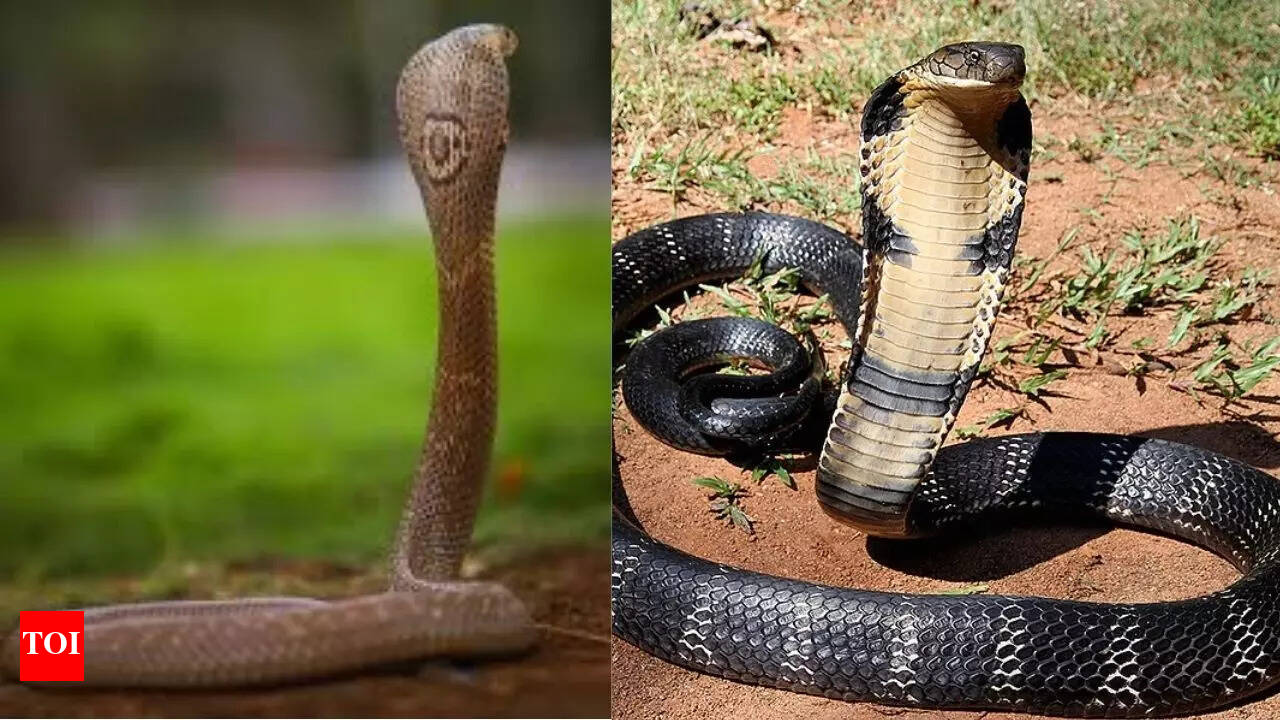 How is the king cobra different from other cobras: Size, diet 