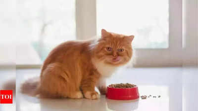 9 foods that can be harmful to cats