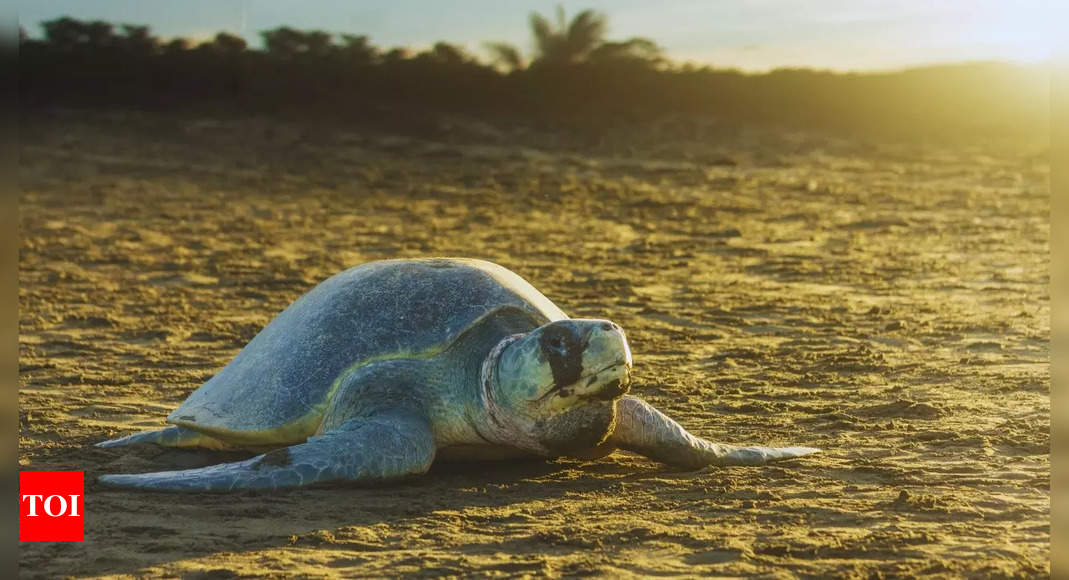 Odisha’s Rushikulya coast sees record-breaking Olive Ridley turtle nesting