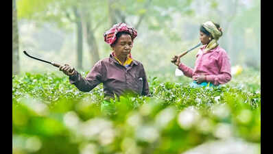 Bengal increases land share for non-tea activities in estates