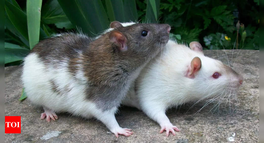 Unbelievable! Mice spotted trying to bring their dead back to life