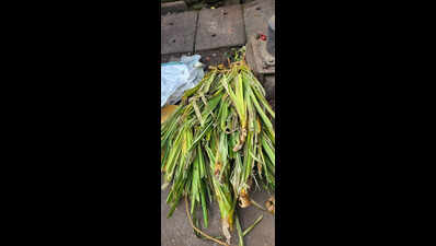 Ketaki flowers in huge demand for Mahashivratri