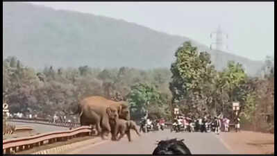 Heavy traffic from mines disrupts elephant herd’s road crossing