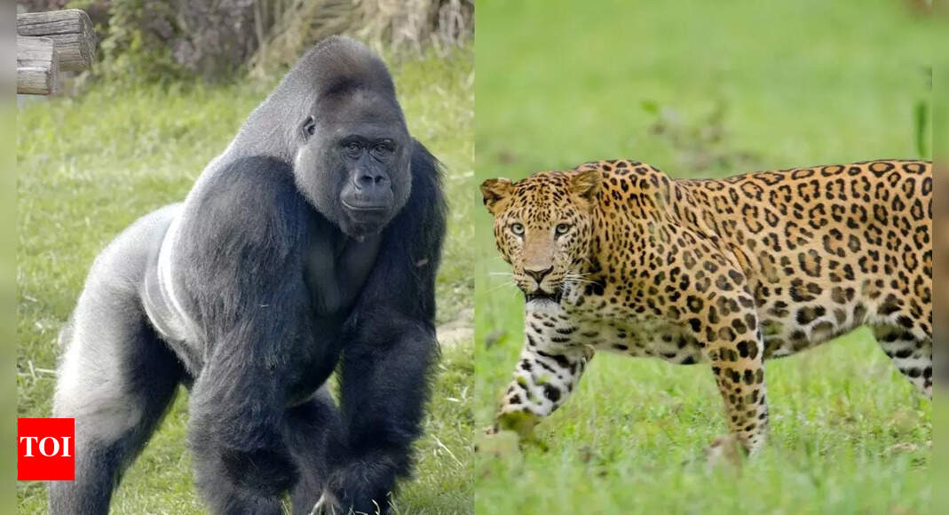 Leopards vs gorillas: Know the key differences on the basis of physical traits, speed, strength and more