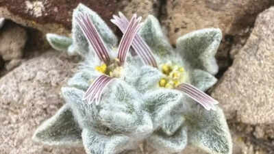 What is 'Wooly Devil'? The new plant species discovered at a U.S