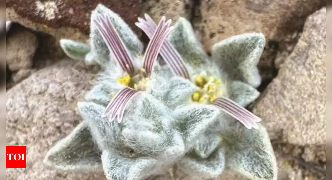 What is 'Wooly Devil'? The new plant species discovered at a U.S. national park for the first time in nearly 50 years