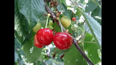 Rs 1,292cr HP Shiva project to help farmers grow fruits, find mkt for their produce