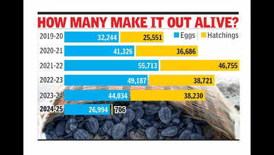 Olive ridley turtle nest numbers along city’s coastline up, experts surprised