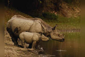 Up close with rhinos and tigers: The ultimate Kaziranga safari guide