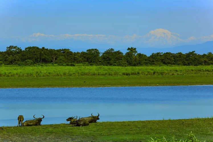 Brahmaputra river boat safari