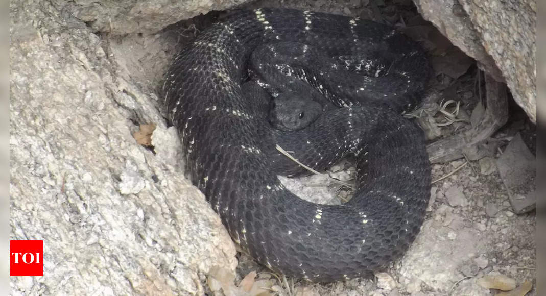 Arizona black rattlesnake: Know more about their physical characteristics, habitat, venom and more