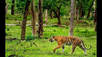 Tigress attacks woman near Dudhwa, beaten to death | Bareilly News ...