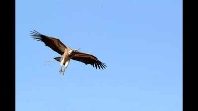 Synchronised vulture census begins today in three states