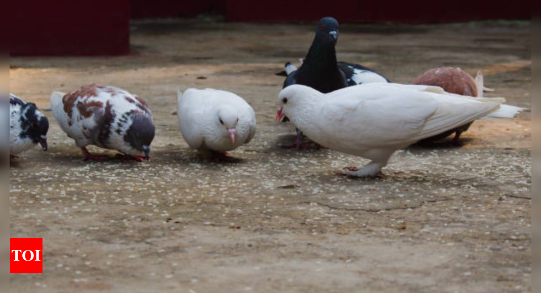 Pigeons, the messengers of old times, can be passengers of deadly lung diseases. How?