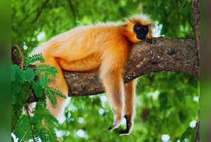 Assam: The rare and elusive wildlife of Manas National Park