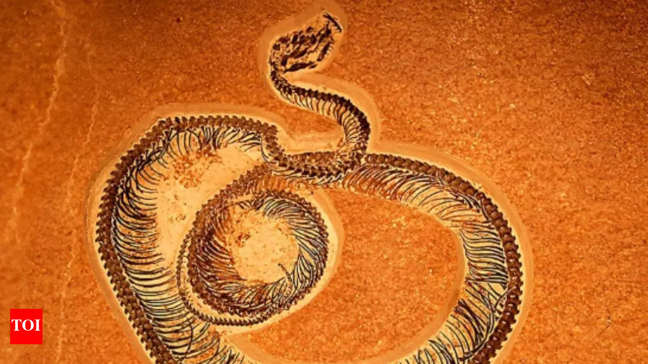 Was Lord Shiva's mighty Vasuki naag real? Fossils of a prehistoric 50 foot  snake found in India - Times of India