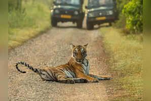 Jim Corbett&rsquo;s 8 safari zones: Which one is the best for tiger sightings?
