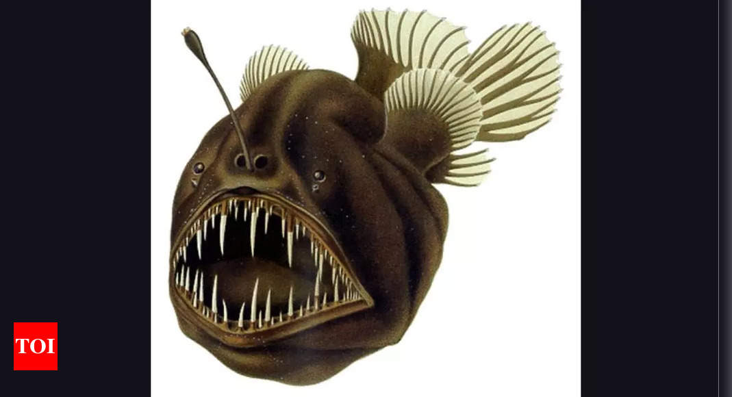 The terrifying black seadevil anglerfish and its unique traits