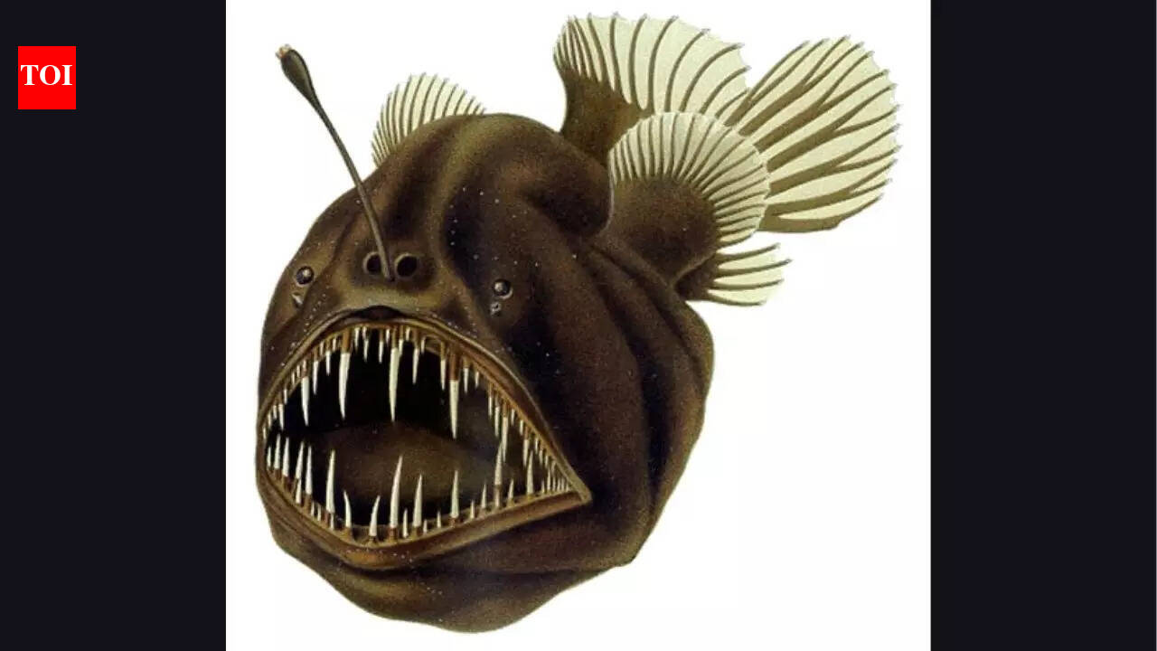 The terrifying black seadevil anglerfish and its unique traits | - The ...