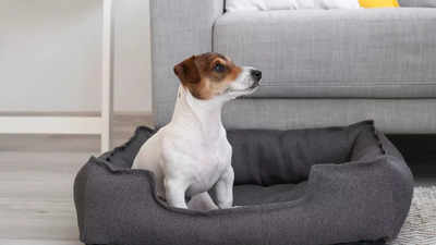 Best Large Dog Beds: Comfort & Support for Your Furry Friend