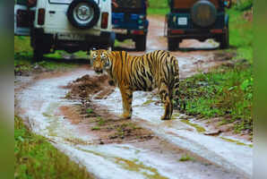 Night safaris, tiger trails and more: Why Tadoba-Andhari Tiger Reserve is a wildlife gem