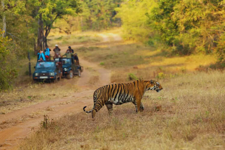 One of the best places for tiger sightings in India