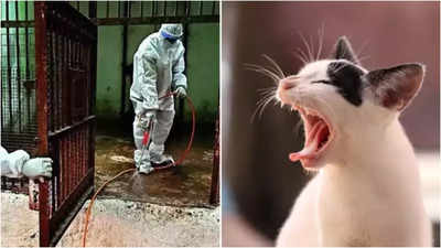  Bird flu detected in 3 more pet cats, a live bird